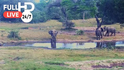 tembe elephant park webcam|Tembe Elephant Park, Live Streaming HD Webcam,。